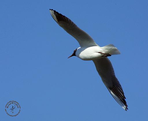 Black-headed Gull 8R32D-04.JPG